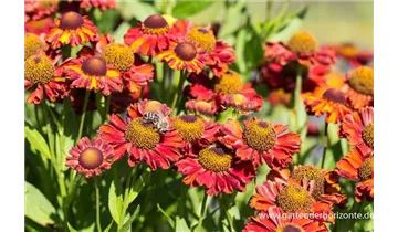 Gartenbaumschule Becker