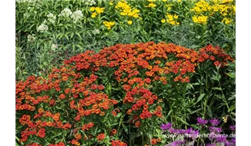 Gartenbaumschule Becker