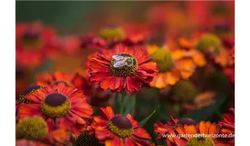 Gartenbaumschule Becker