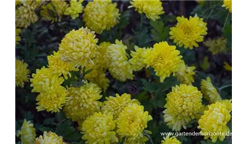 Gartenbaumschule Becker
