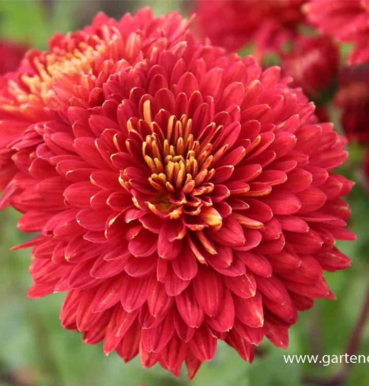 Winteraster
