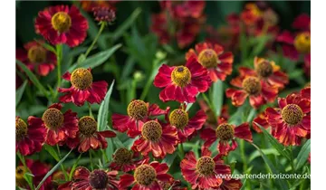 Gartenbaumschule Becker