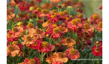 Gartenbaumschule Becker