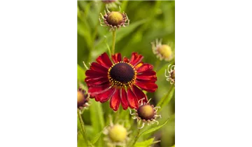 Gartenbaumschule Becker