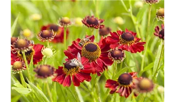 Gartenbaumschule Becker