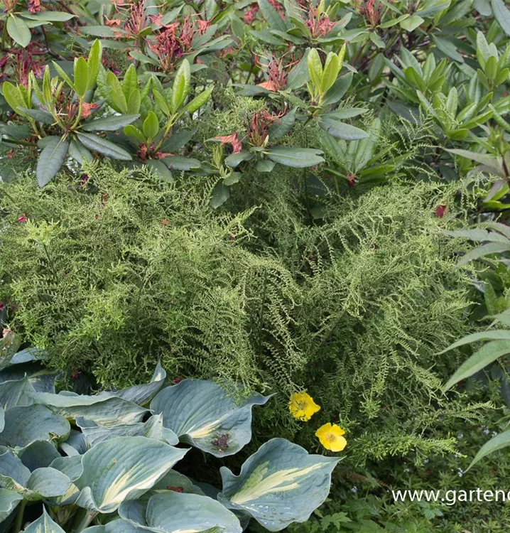 Dryopteris affinis 'Cristata The King'
