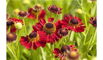 Gartenbaumschule Becker