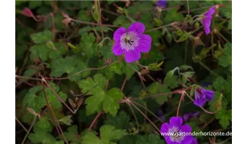 Gartenbaumschule Becker