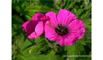 Gartenbaumschule Becker
