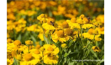 Gartenbaumschule Becker