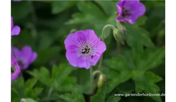 Gartenbaumschule Becker