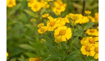 Gartenbaumschule Becker