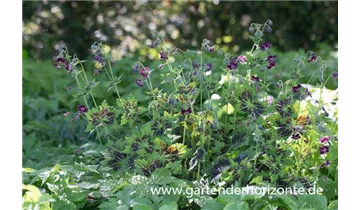 Gartenbaumschule Becker