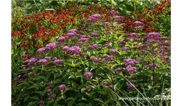 Gartenbaumschule Becker