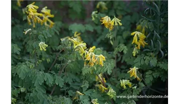 Gartenbaumschule Becker