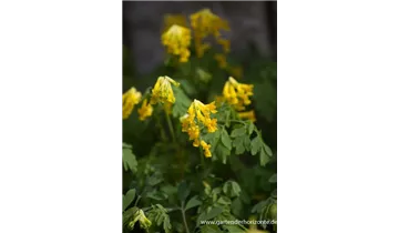 Gartenbaumschule Becker