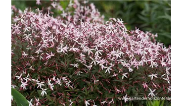 Gartenbaumschule Becker