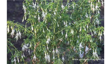 Gartenbaumschule Becker