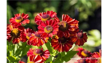 Gartenbaumschule Becker