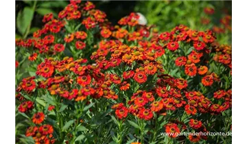 Gartenbaumschule Becker