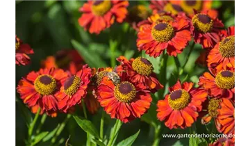 Gartenbaumschule Becker