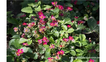 Gartenbaumschule Becker