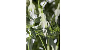 Gartenbaumschule Becker