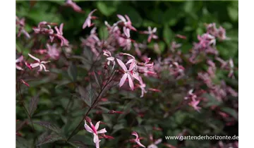 Gartenbaumschule Becker