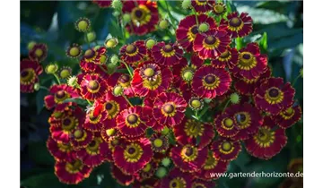 Gartenbaumschule Becker