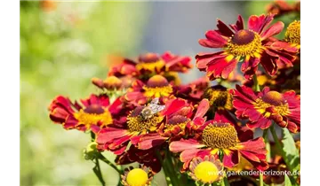 Gartenbaumschule Becker