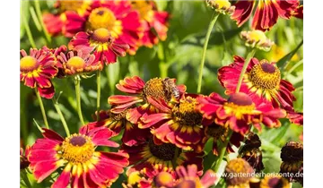 Gartenbaumschule Becker