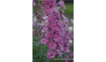 Gartenbaumschule Becker