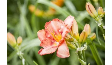 Gartenbaumschule Becker