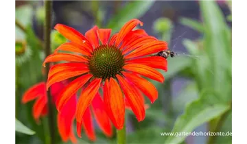 Gartenbaumschule Becker