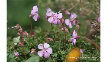 Gartenbaumschule Becker
