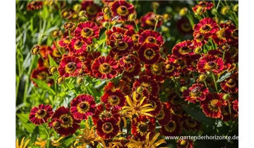 Gartenbaumschule Becker