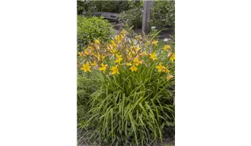 Gartenbaumschule Becker