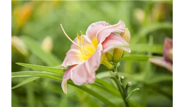 Gartenbaumschule Becker