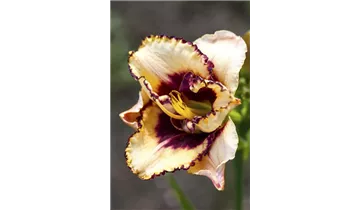 Gartenbaumschule Becker