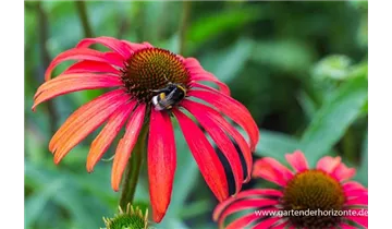 Gartenbaumschule Becker