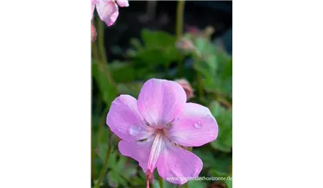 Gartenbaumschule Becker