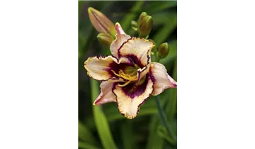 Gartenbaumschule Becker