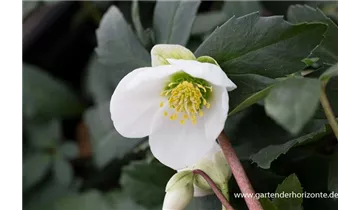 Gartenbaumschule Becker