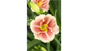 Gartenbaumschule Becker