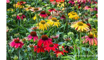 Gartenbaumschule Becker