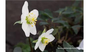Gartenbaumschule Becker