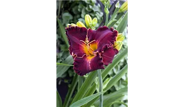 Gartenbaumschule Becker