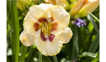 Gartenbaumschule Becker