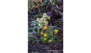 Gartenbaumschule Becker