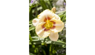 Gartenbaumschule Becker